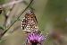 Mélitée des scabieuses (Melitaea parthenoides) © Martin Oates