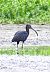 Ibis falcinelle  - Dinh Obi