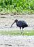 Ibis falcinelle  - Dinh Obi