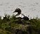 Eider à duvet  - Pierre Dejean