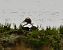 Eider à duvet  - Pierre Dejean
