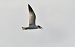 Caspian Tern  - Pierre Dejean