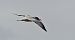 Caspian Tern  - Pierre Dejean