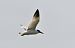 Caspian Tern  - Pierre Dejean
