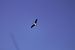 Cigogne noire  - Serge Galliou