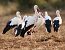 Cigogne blanche  - Delphine Tassan