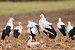 Cigogne blanche  - Delphine Tassan