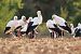 Cigogne blanche  - Delphine Tassan