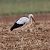 Cigogne blanche (Ciconia ciconia) © Delphine Tassan