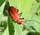 Pyrochroa serraticornis © Daniel Quoilin