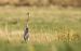 Héron pourpré (Ardea purpurea) © Bretagne Francoise Bretagne
