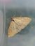 Sitochroa verticalis © Patrick Raboin