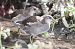 Gallinule poule-d'eau (Gallinula chloropus) © Thérèse et Caroline Boussemart