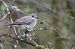 Gobemouche gris (Muscicapa striata) © Thérèse et Caroline Boussemart