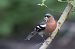 Pinson des arbres (Fringilla coelebs) © Thérèse et Caroline Boussemart