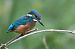 Martin-pêcheur d'Europe (Alcedo atthis) © Thérèse et Caroline Boussemart