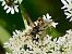 Polistes dominula  - Pierre Rousset