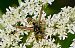 Polistes dominula  - Pierre Rousset