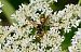 Polistes dominula  - Pierre Rousset