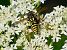 Polistes dominula  - Pierre Rousset