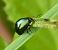 Chrysomèle variable (Chrysolina varians) © Dominique et Franck Moinault