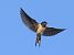 Hirondelle rustique (Hirundo rustica) © Michel Bourrat