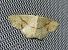 Ephyre ponctuée (Cyclophora punctaria) © Vincent Clement