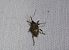 Curculio sp.  - André Jourdain