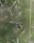 Andrena sp. © hidden author