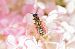Polistes sp. © hidden author