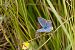 Long-tailed Blue (Lampides boeticus) © hidden author