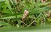 Rush Veneer (Nomophila noctuella) © hidden author