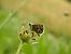Pyrgus indéterminé (Pyrgus sp.) © David Nussbaumer