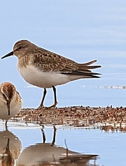 Correlimos de Temminck  - Le Teich Réserve Ornithologique-Pnrlg