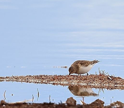 Bécasseau de Temminck  - Le Teich Réserve Ornithologique-Pnrlg