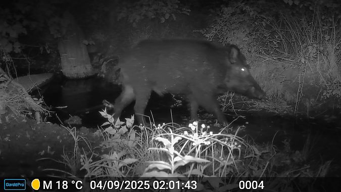 Wild zwijn  - Alain Noel