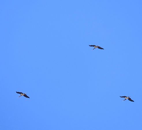 Cigogne noire  - Pierre-Olivier Bousquet