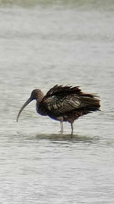 Ibis falcinelle  - Laurence Gautherin