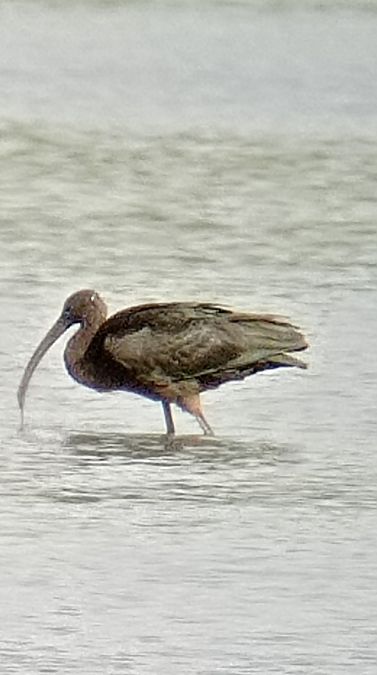 Ibis falcinelle  - Laurence Gautherin
