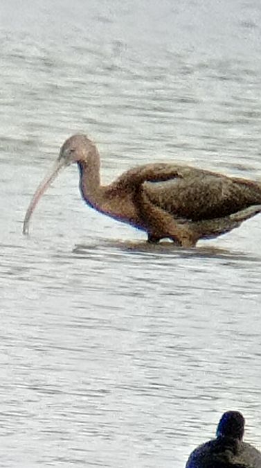 Ibis falcinelle  - Laurence Gautherin