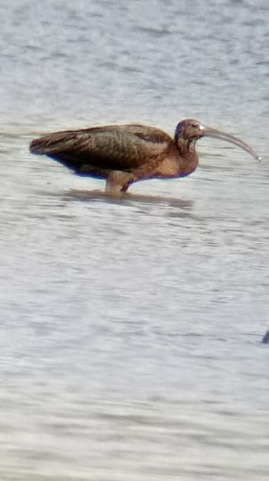 Ibis falcinelle  - Laurence Gautherin