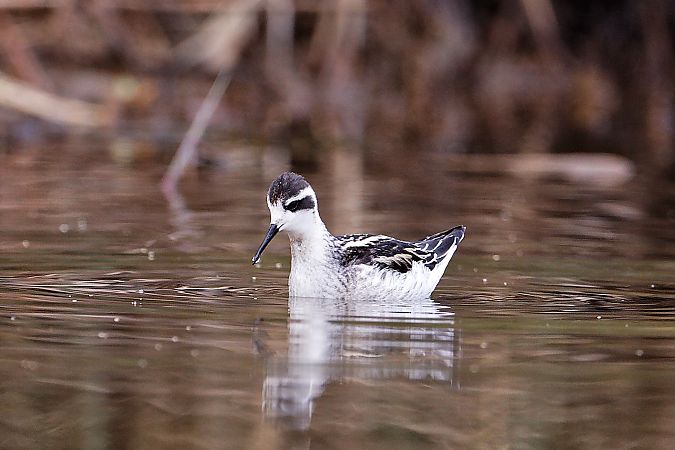 Phalarope à bec étroit  - Jean Luc Michel
