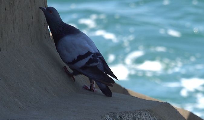 Pigeon biset domestique  - Philippe Richard