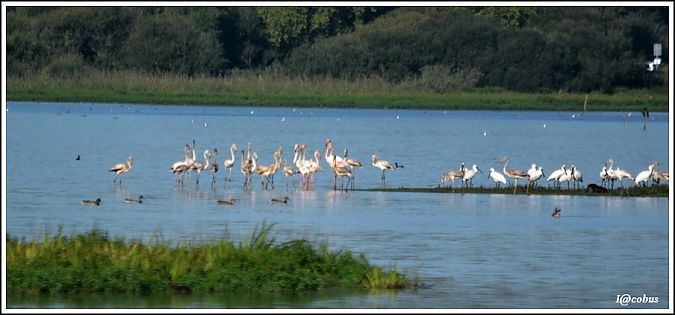 Flamant rose  - Serge Pontacq