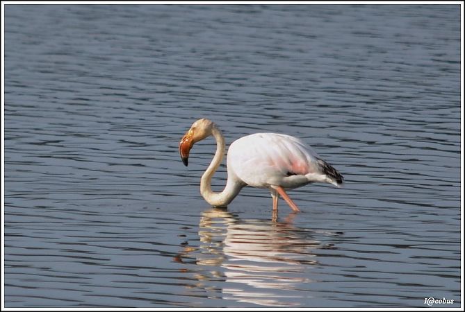 Greater Flamingo  - Serge Pontacq