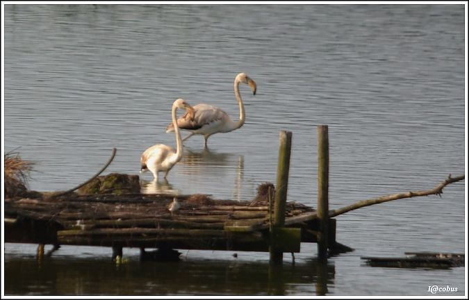 Flamingo  - Serge Pontacq
