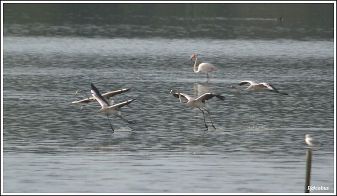 Flamingo  - Serge Pontacq