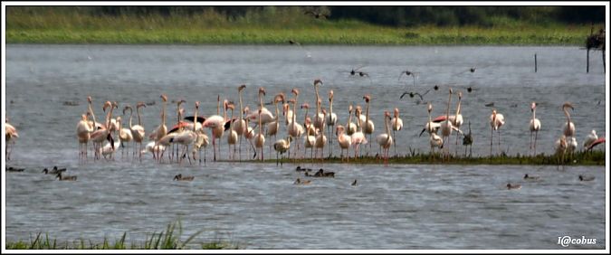 Flamant rose  - Serge Pontacq