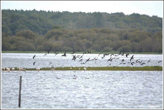 Ibis falcinelle  - Serge Pontacq