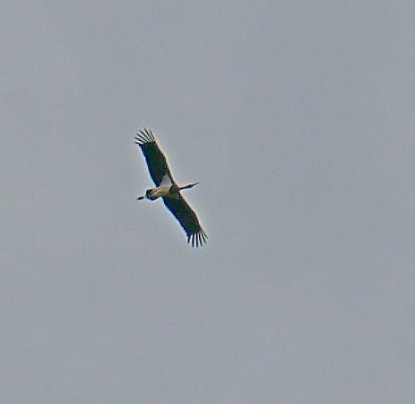 Cigogne noire  - Pascal Pachot